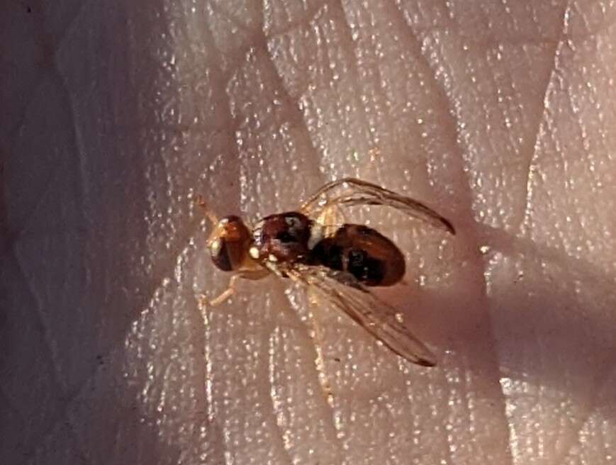 Image of Olive Fruit Fly