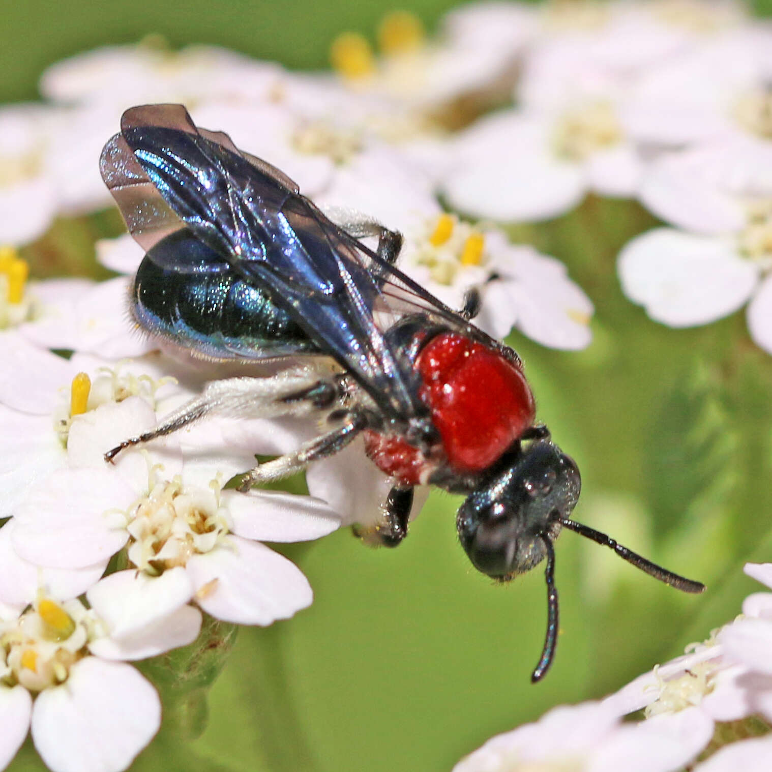 Image of Callomelitta picta Smith 1853