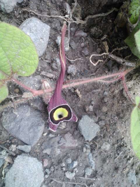 Image of Aristolochia foetida Kunth