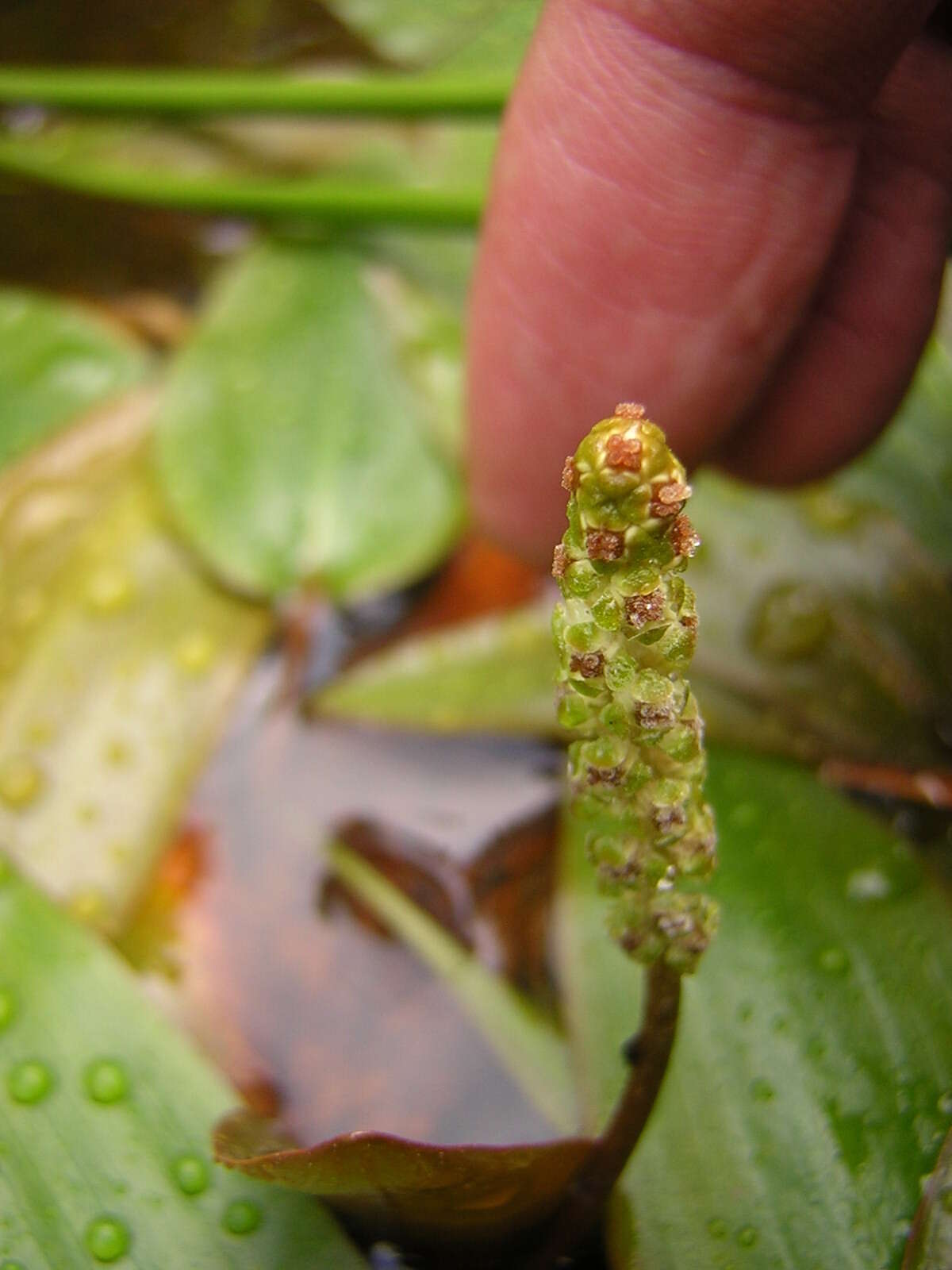 Image of Bog Pondweed