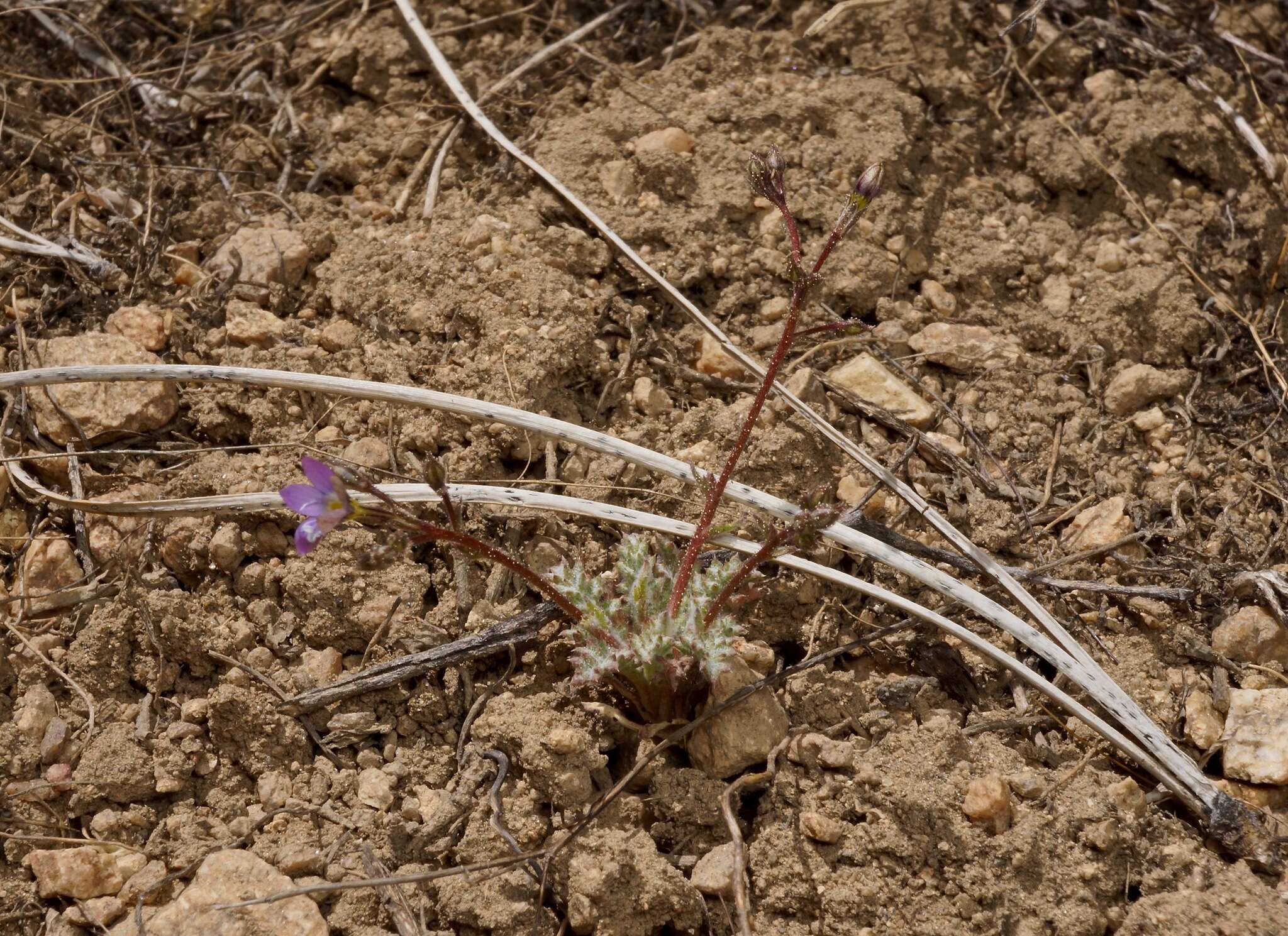 Image of fineflower gilia