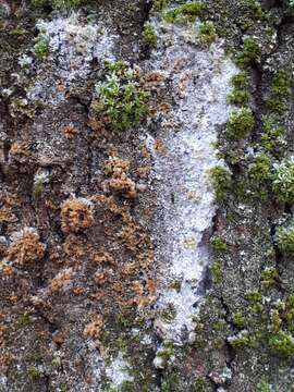 Plancia ëd Athelia arachnoidea (Berk.) Jülich 1972