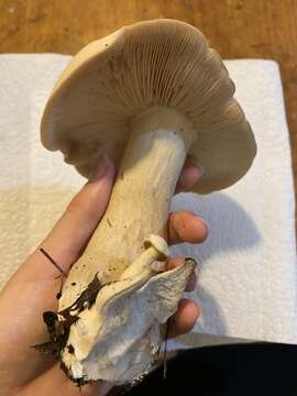 Image of Macrocybe crassa (Sacc.) Pegler & Lodge 1998