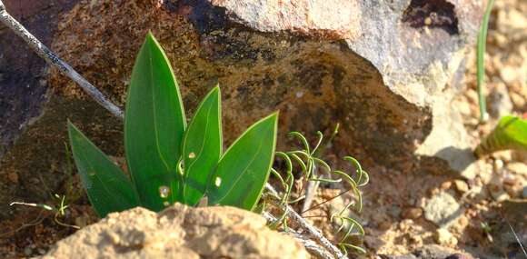 Freesia marginata J. C. Manning & Goldblatt resmi