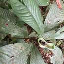 Image of Psychotria biaurita (Hutch. & Dalziel) Verdc.