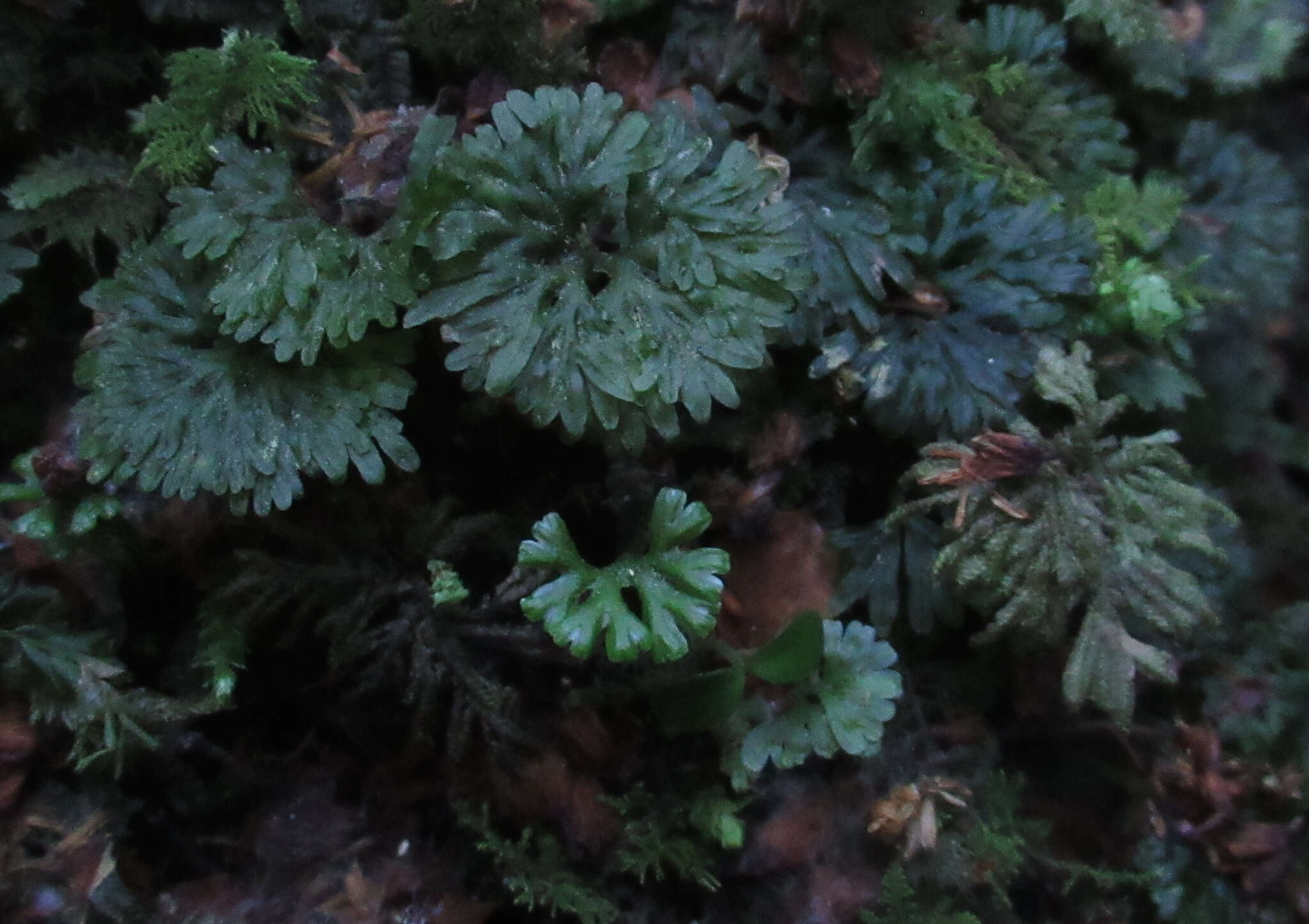 Image of Hymenophytaceae