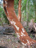 Imagem de Luma apiculata (A. P. de Candolle) Burret