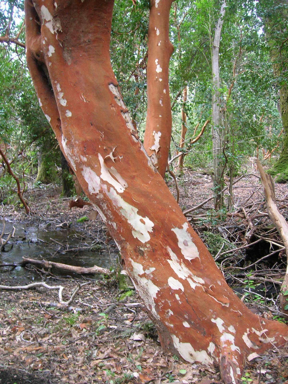 Imagem de Luma apiculata (A. P. de Candolle) Burret