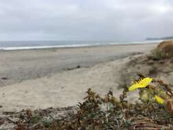 Image of beach suncup