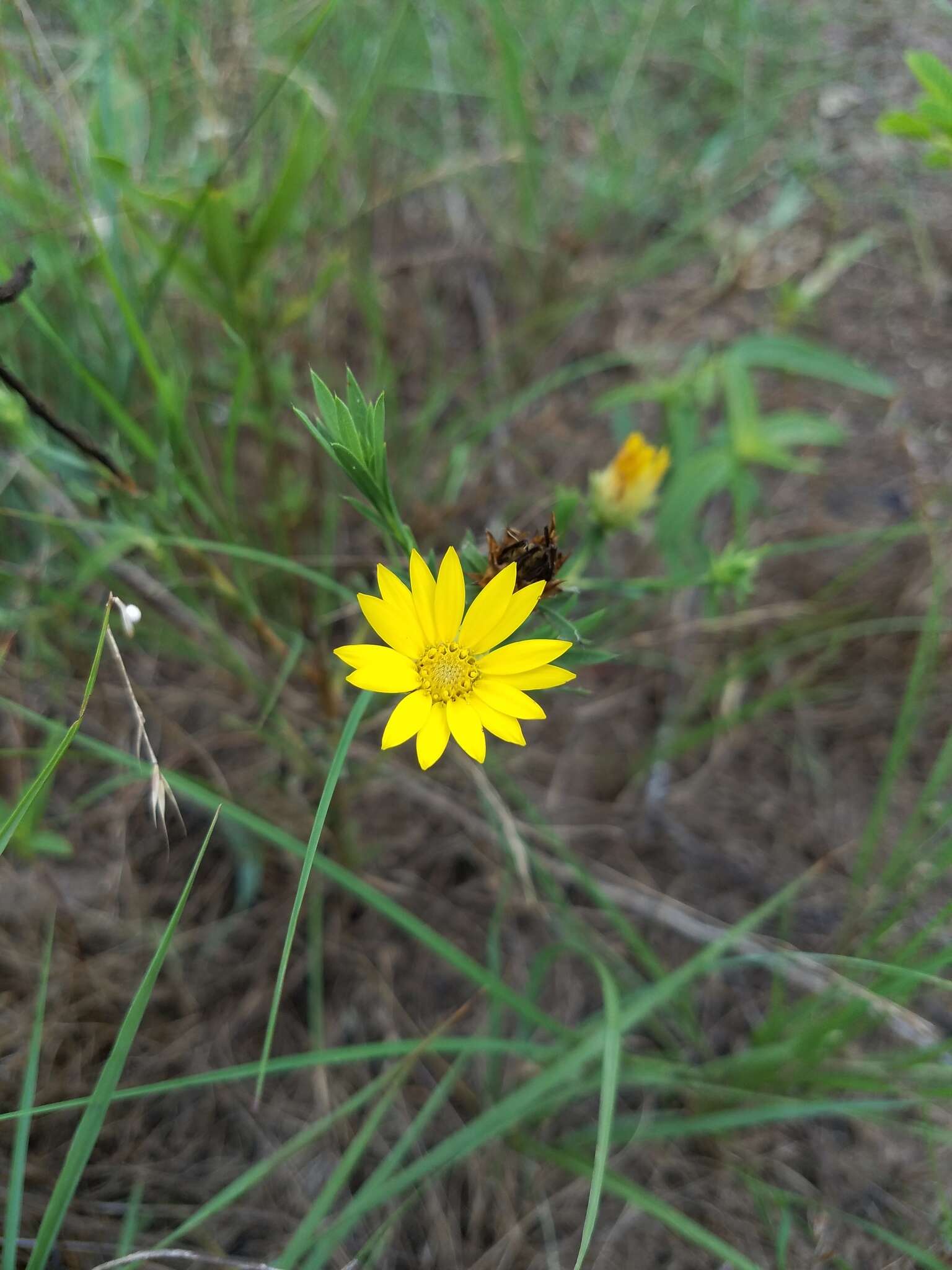 Image of Drummond's sleepydaisy