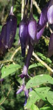 Image of Iochroma calycina Benth.