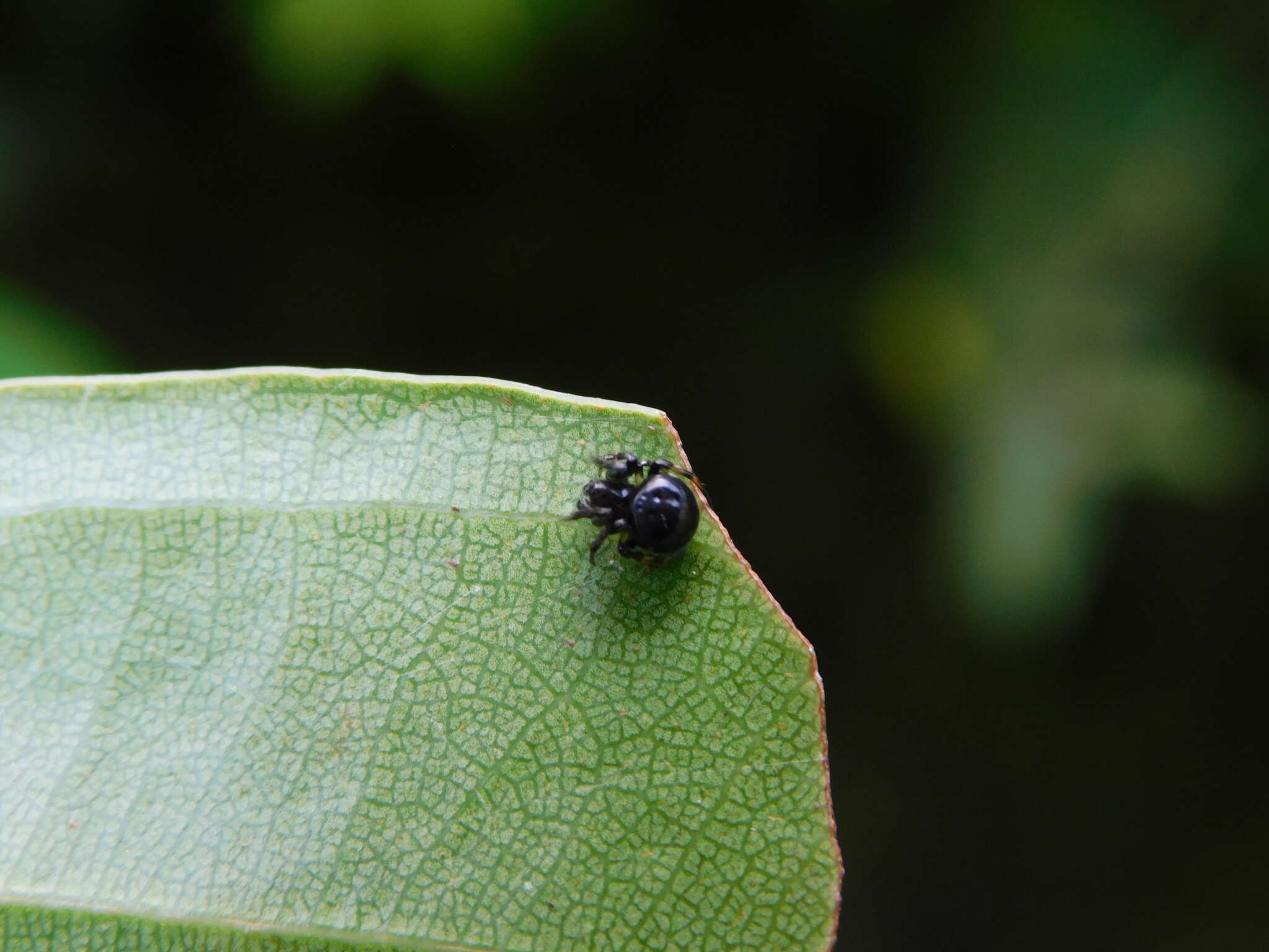 Image of Araneus nox (Simon 1877)