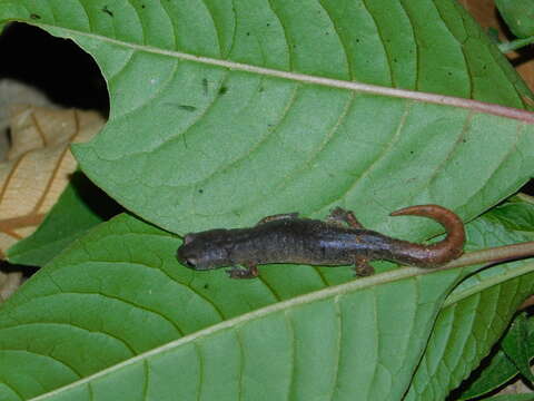 Image of Coffee Grove Salamander