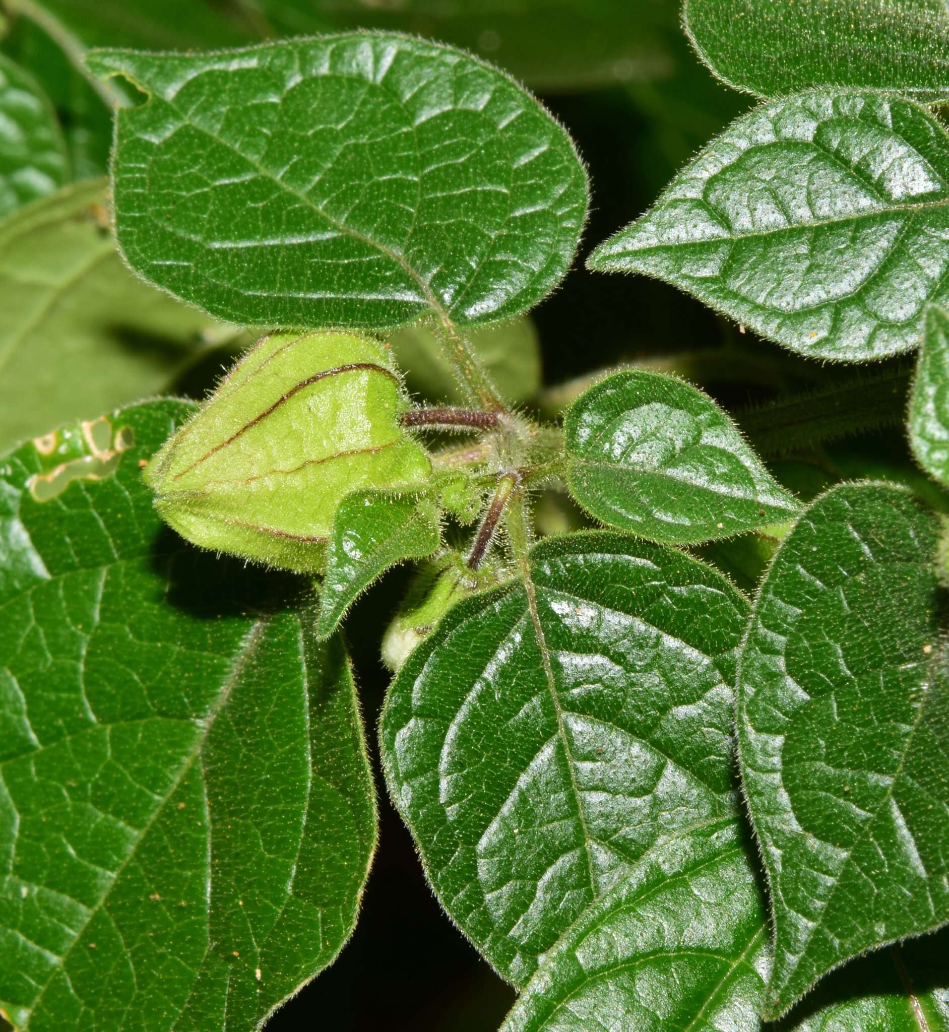 Image of Physalis leptophylla Robinson & Greenm.