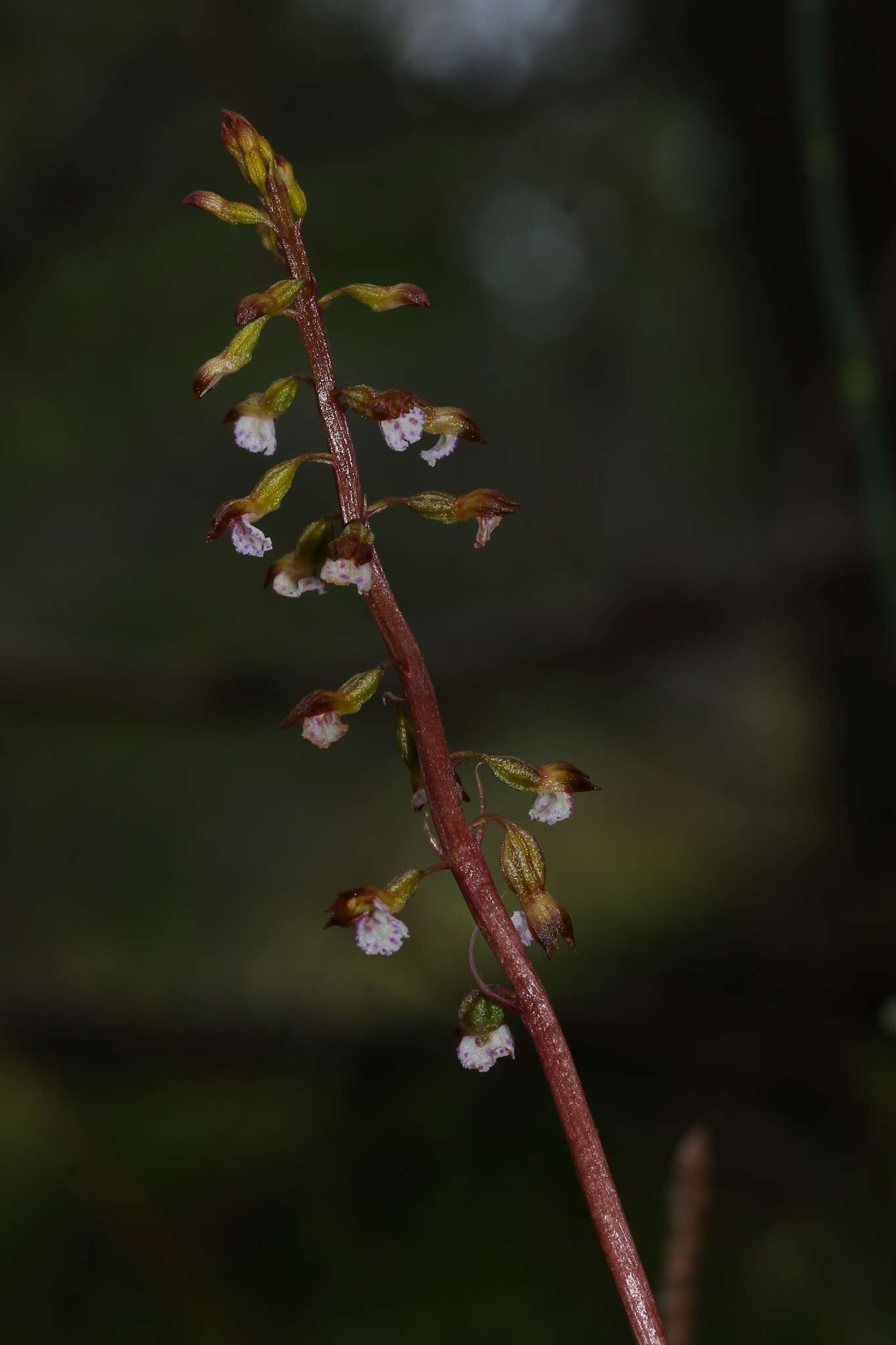 Image de Corallorhiza odontorhiza var. pringlei (Greenm.) Freudenst.