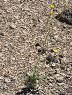 Image of Moapa bladderpod