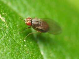 Image of Pomace fly