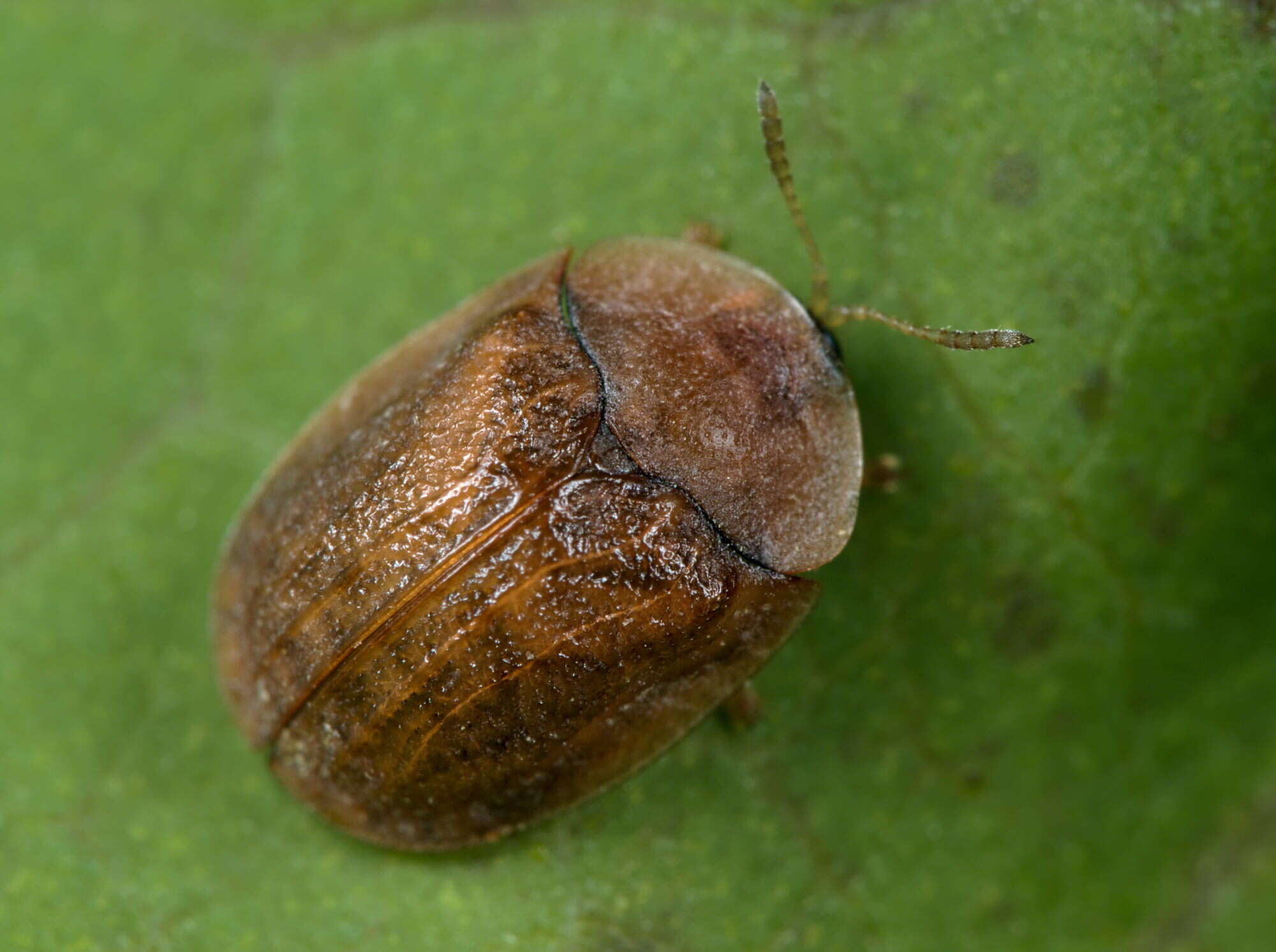 Image of Hypocassida