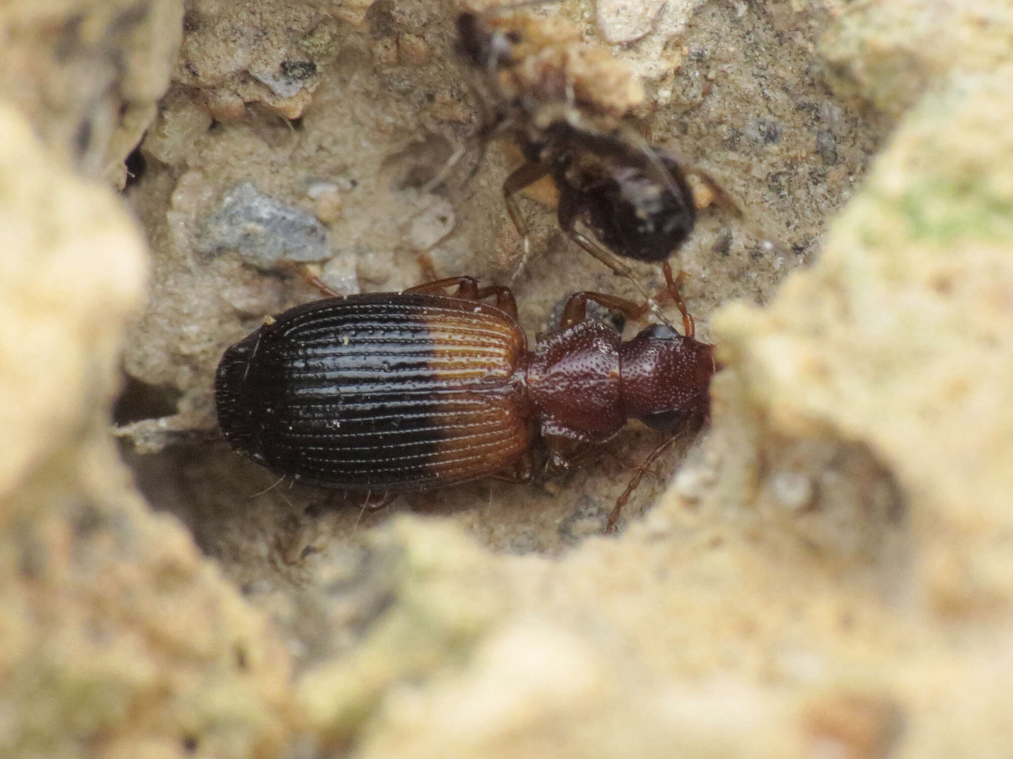 Слика од Singilis (Singilis) bicolor Rambur 1837