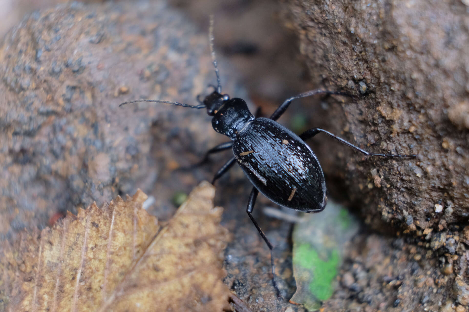 Image of Carabus (Diocarabus) opaculus Putzeys 1875