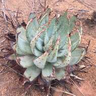 Image of Magalies aloe