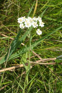 Sivun Achillea acuminata (Ledeb.) Sch. Bip. kuva