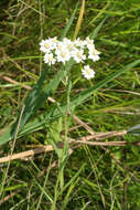 Image of Achillea acuminata (Ledeb.) Sch. Bip.