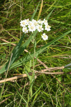 Achillea acuminata (Ledeb.) Sch. Bip.的圖片