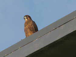 Image of New Zealand Falcon