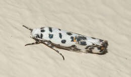 Ethmia abraxasella Walker 1864的圖片