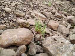 Image of snow grass