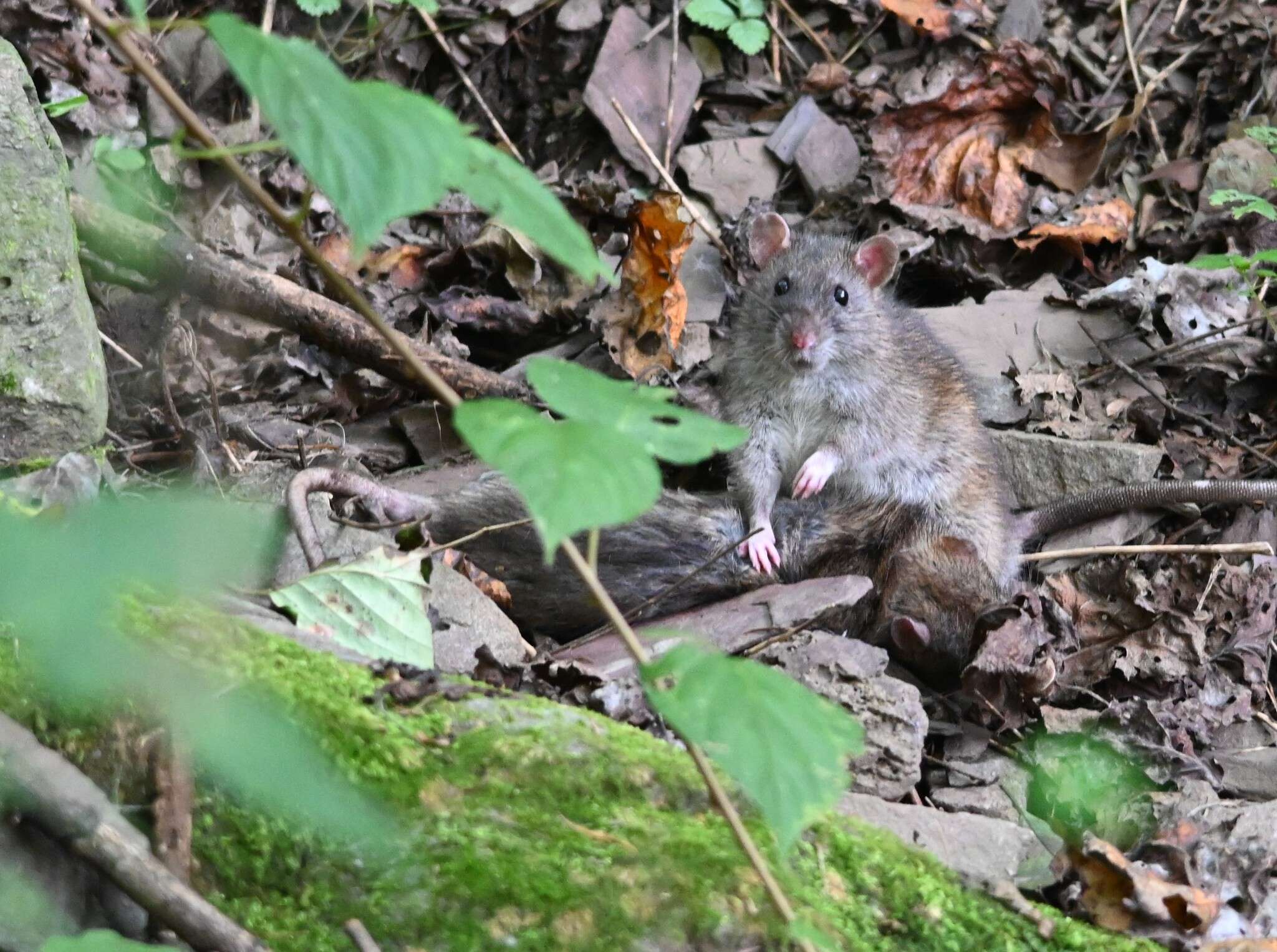 Image of Oriental House Rat