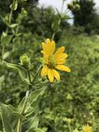 Image de Silphium integrifolium Michx.