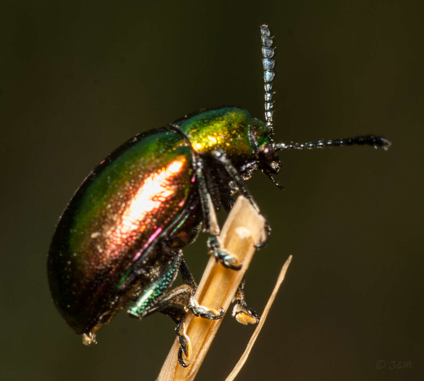 <i>Platycorynus dejeani</i>的圖片