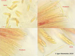 Image of Hymenoscyphus caudatus (P. Karst.) Dennis 1964