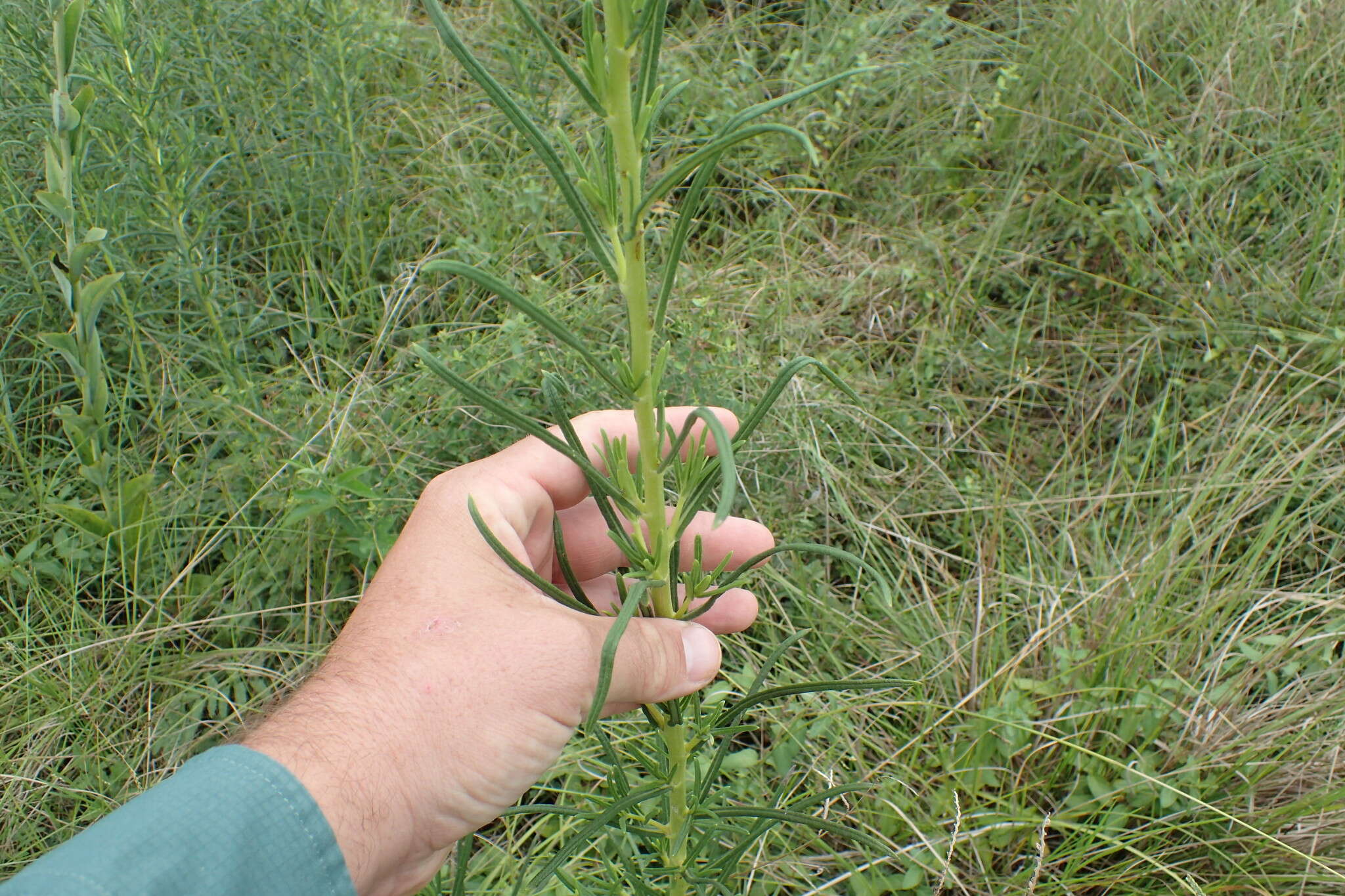 Image of swamp sunflower