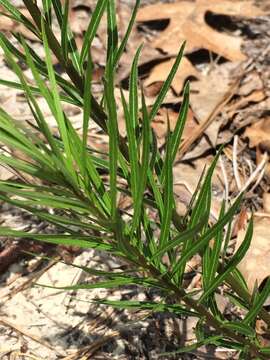 Plancia ëd Amsonia ciliata Walt.