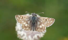 Image of oberthürs grizzled skipper