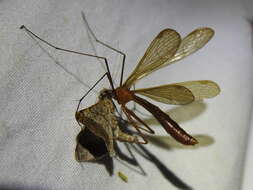 Image of Bittacus texanus Banks 1908