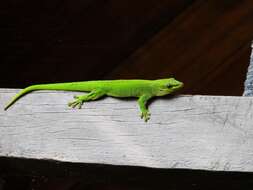 Plancia ëd Phelsuma madagascariensis Gray 1831