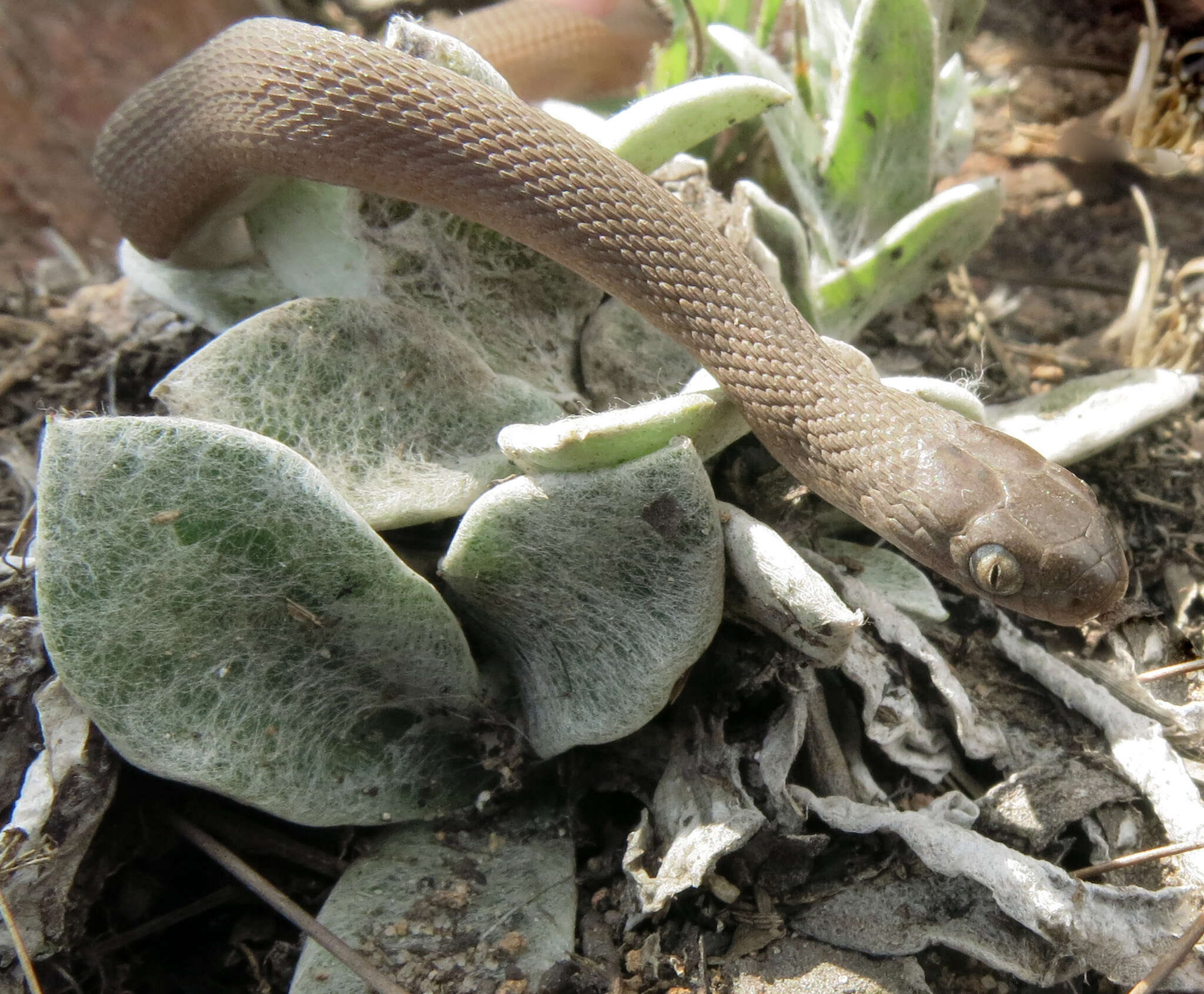 Image of Southern Brown Egg Eater