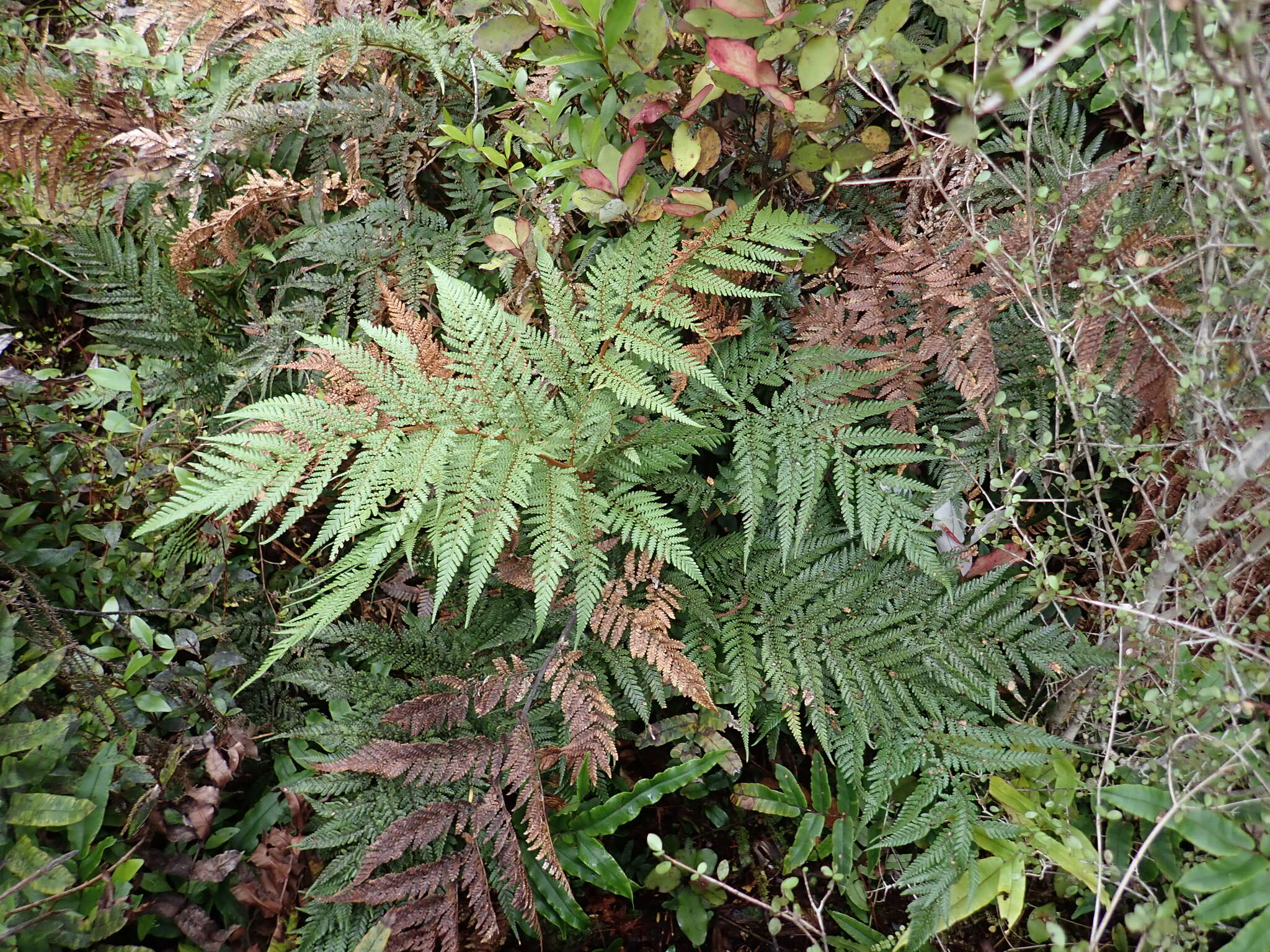 Image of Dicksonia lanata Col.