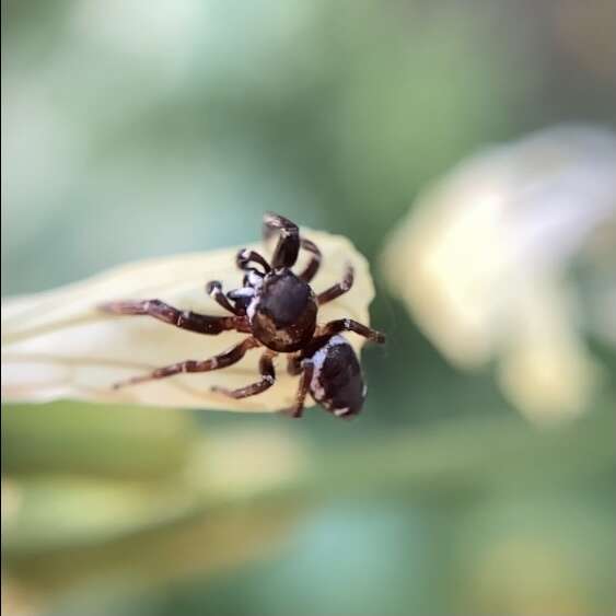 صورة Metaphidippus manni (Peckham & Peckham 1901)