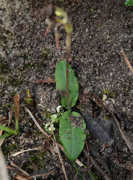 Image of Common wasp orchid