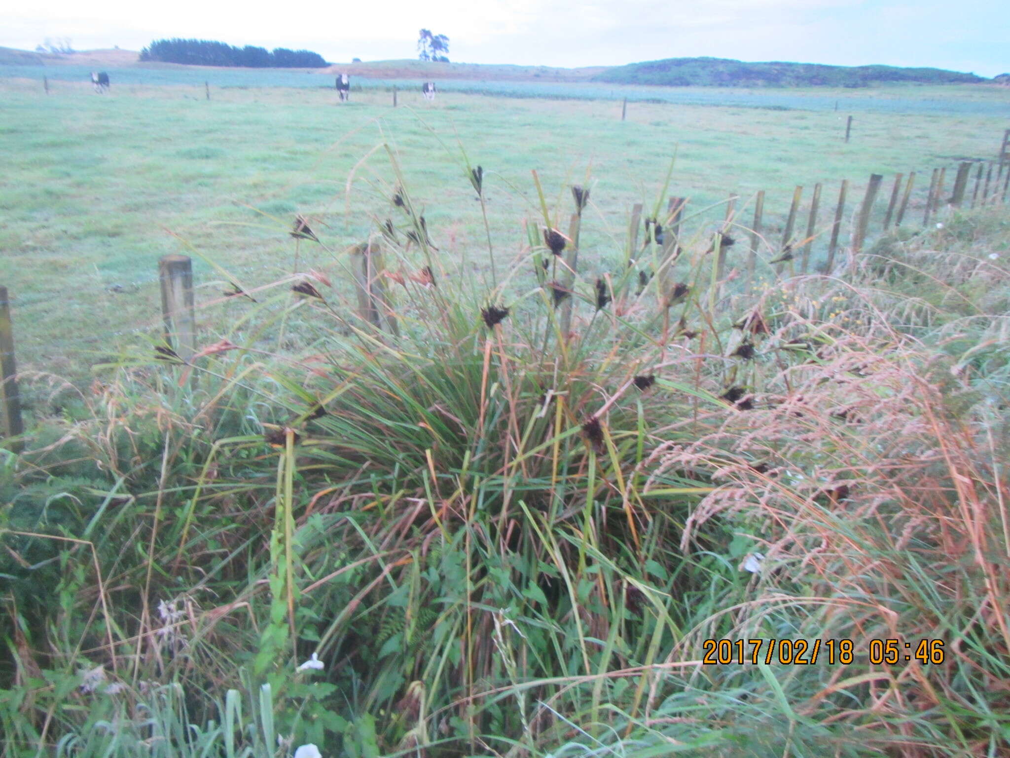 Imagem de Cyperus ustulatus A. Rich.