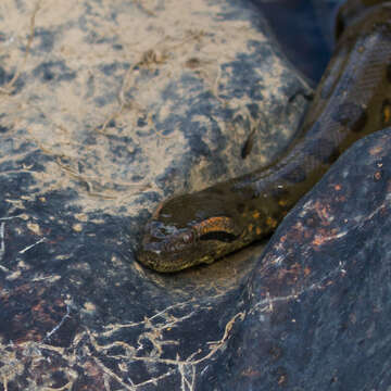 Image of Green anaconda