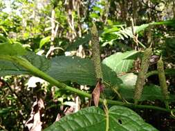 Image of Piper lapathifolium (Kunth) Steud.