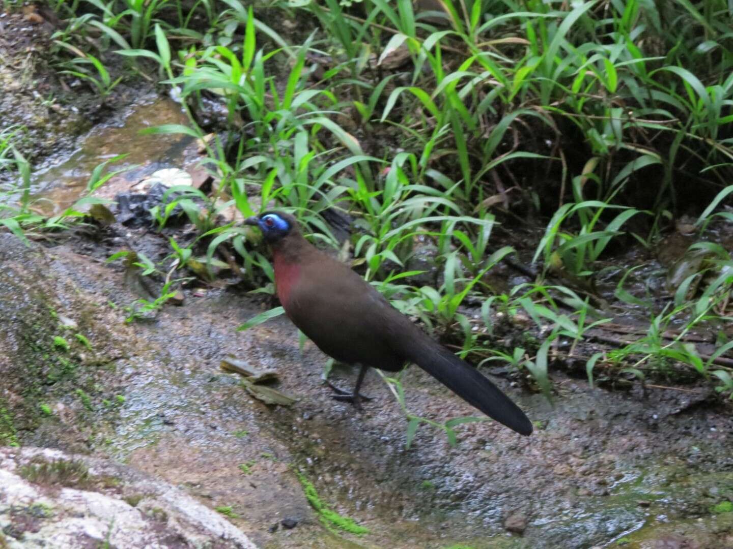 Image of Red-breasted Coua