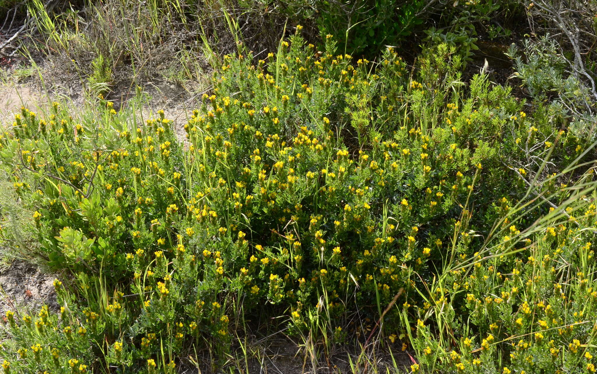 Image of Melolobium exudans Harv.