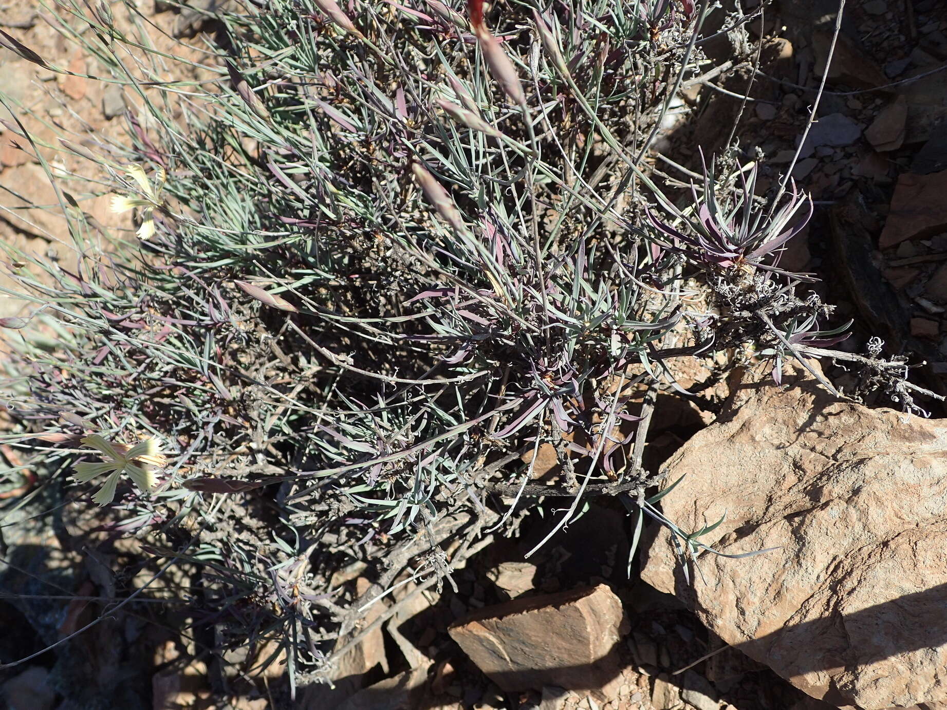 صورة Dianthus namaensis Schinz